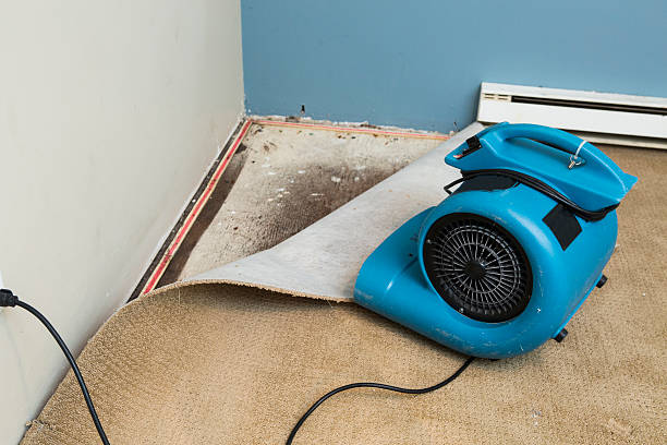Best Local water damage restoration  in Highland, IL